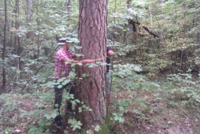 Estimation de la circonférence d'un arbre à l'aide d'un mètre de forestier -  voir en grand cette image